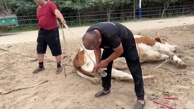 驚心動魄！修剪體重2噸母牛蹄子，簡直是龐然大物！師父巧妙剪掉牛蹄，方法靈活看著解壓！ смотреть онлайн
