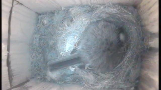 The mother is roosting (wet and cold outside) смотреть онлайн