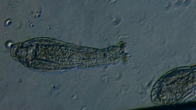 DSC 2242 смотреть онлайн