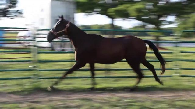 2018 AQHA Black Gelding The Featured Detail out of The Last Article and by The Next Detail For Sale смотреть онлайн