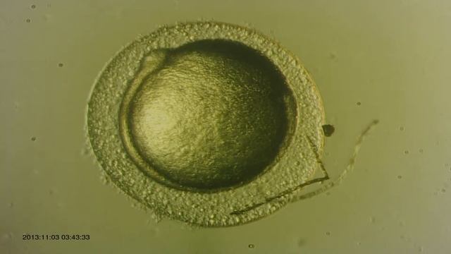 М. Гибель икринки смотреть онлайн