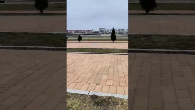 Встреча двух друзей #французскийбульдог #бульдоги #собаки смотреть онлайн