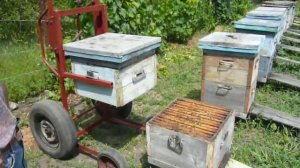 апилифт работа на пасеке.