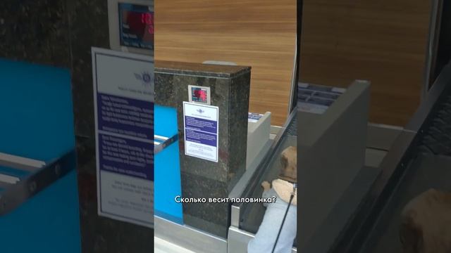 Чопа решил узнать свой вес #французскийбульдог #забавныеживотные #бульдог смотреть онлайн