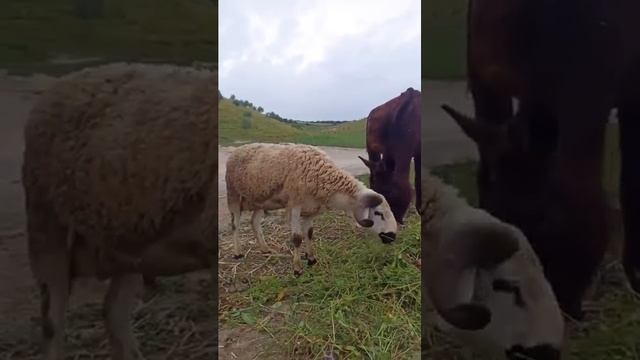 Звуки сельской жизни - это такая красота!!!👍👍👍 смотреть онлайн