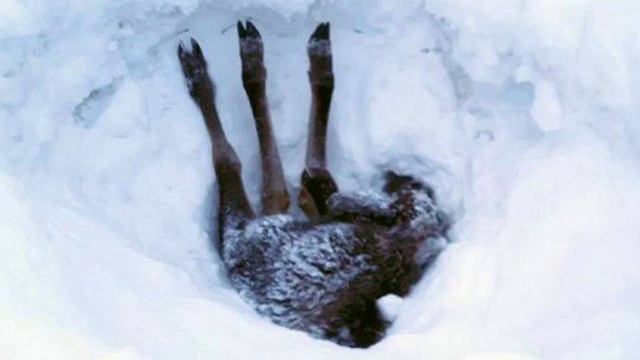 Водитель грузовика увидел приближающийся странный движущийся объект и быстро вызвал помощь! смотреть онлайн