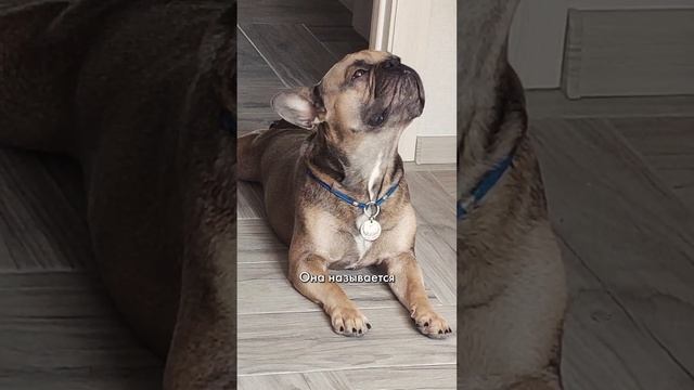 Французский бульдог отдыхает #бульдог #забавныеживотные #видеосбульдогами смотреть онлайн