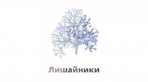 39. Лишайники