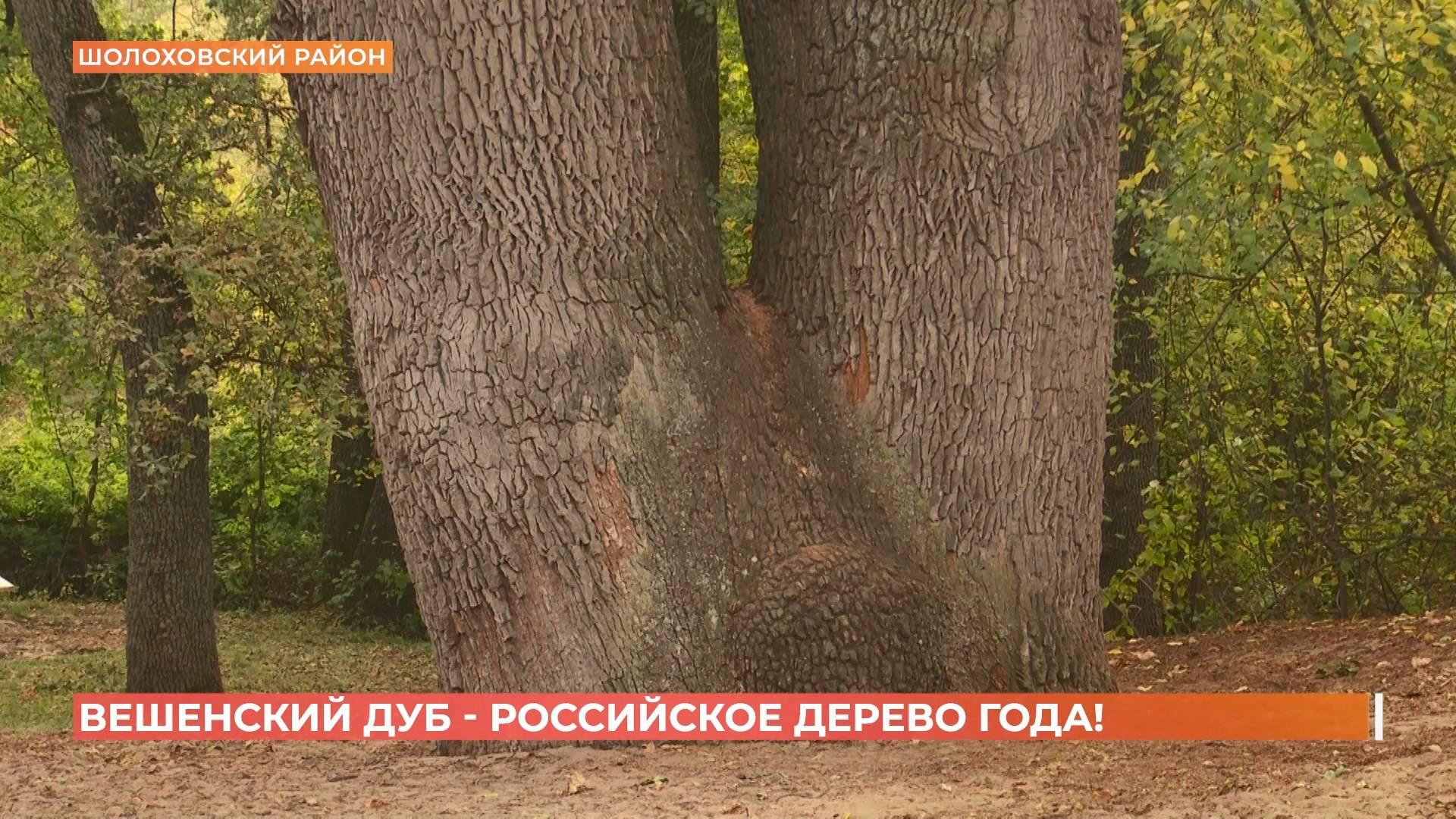 Вешенский дуб-великан признан "Российским деревом года" смотреть онлайн