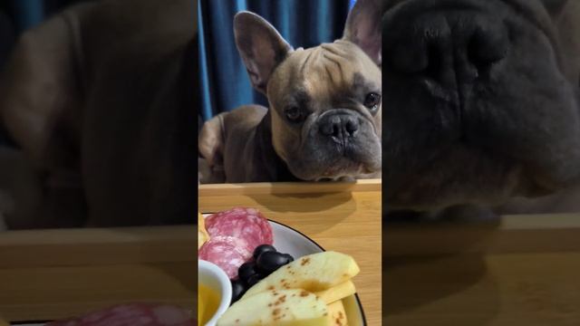 Ну пожалуйста, что вам жалко что ли #французскийбульдог #голоднаясобака #бульдог смотреть онлайн
