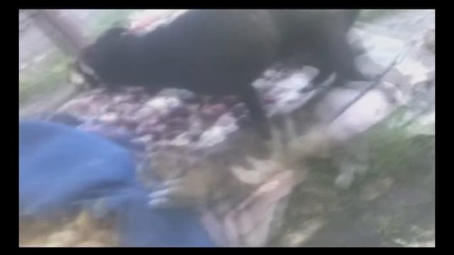 Топик | Собачка затрах ^^ смотреть онлайн