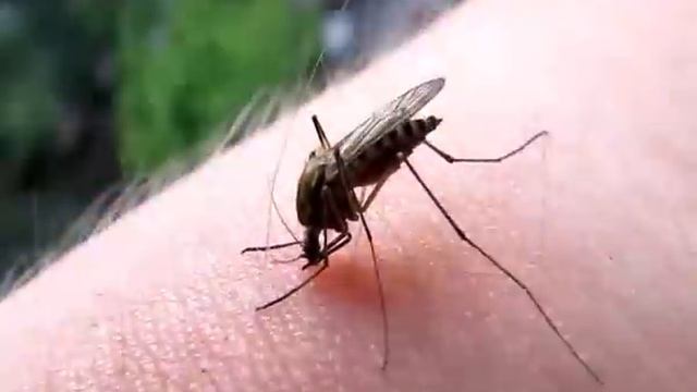 Микроскопный лабиринт