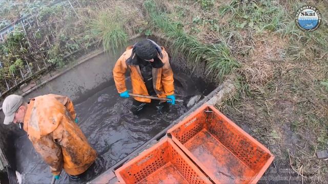 2020_10_21 - Второе зарыбление Керамзита Рыбхоз Голубая Нива смотреть онлайн