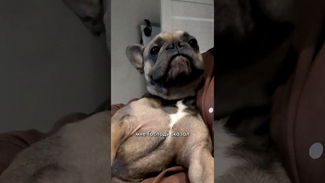Раскайфованный французский бульдог почти засыпает на руках. Золотая собака #бульдог #dog #французик смотреть онлайн