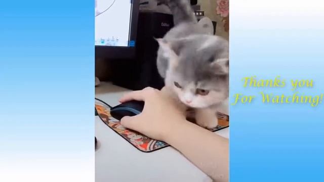 Funny Animals 2021 - Cat And Dog Funny Videos - Best Cats And Dogs Video Animals #10