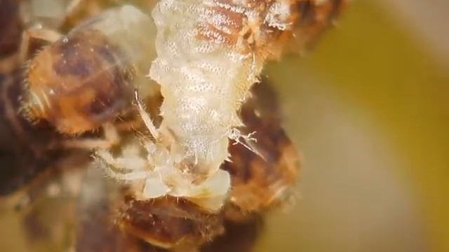 Bug's Lunch by HIROX 3D Digital Microscope смотреть онлайн