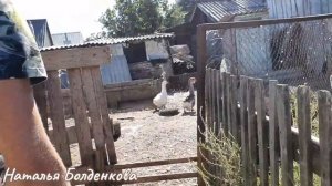 Обзор хозяйства Павла Немоляева