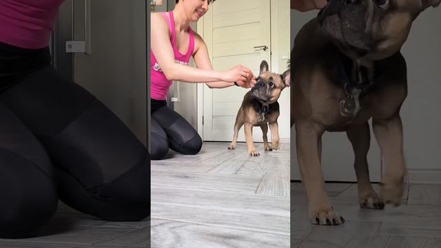 Учим новую команду. Результат на третий день занятий по 5 минут #французскийбульдог смотреть онлайн