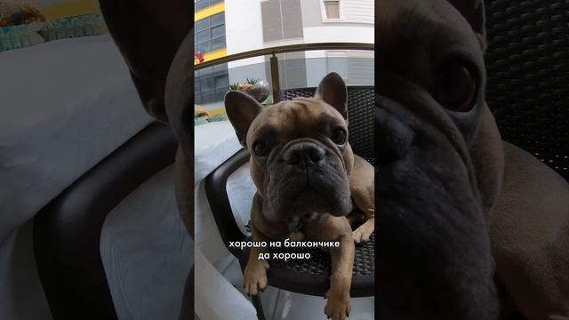 Французский бульдог любит сидеть на балконе, наблюдать что там происходит на улице #бульдожка смотреть онлайн