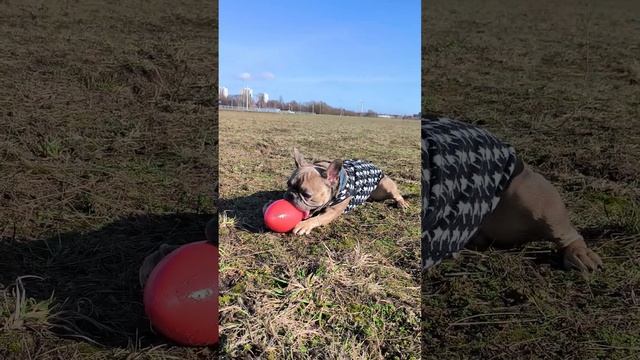 Любимая игрушка моего бульдога на прогулке #французскийбульдог #прогулкассобакой смотреть онлайн