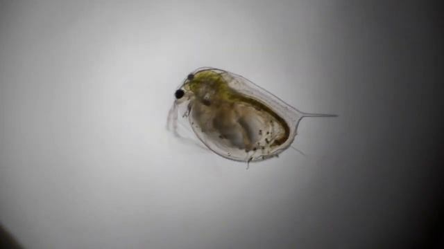 the water flea смотреть онлайн