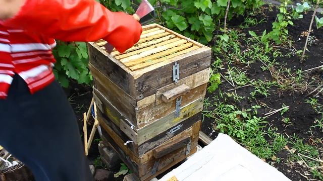 Улей Варрэ, пчелы готовятся к роению или это тихая смена матки? смотреть онлайн