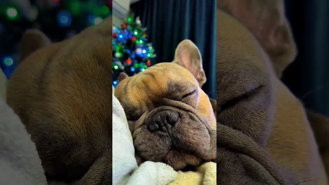 Сладкий сон французского бульдога. Устал отмечать новый год #французскийбульдог #бульдог смотреть онлайн