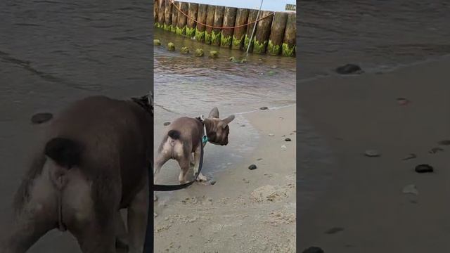 Щенок французского бульдога впервые на море #французскийбульдог #бульдог #французик смотреть онлайн