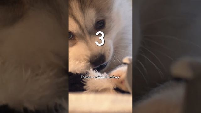 Собака боится салюта. Что делать? 5 способов #собакаисалют #собакасалют #страхусобак смотреть онлайн