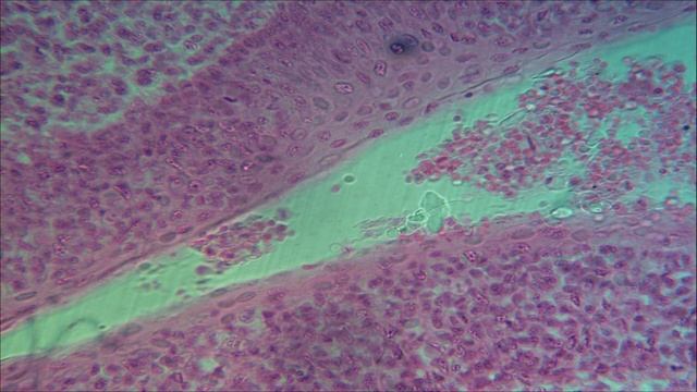 Вся частная гистология