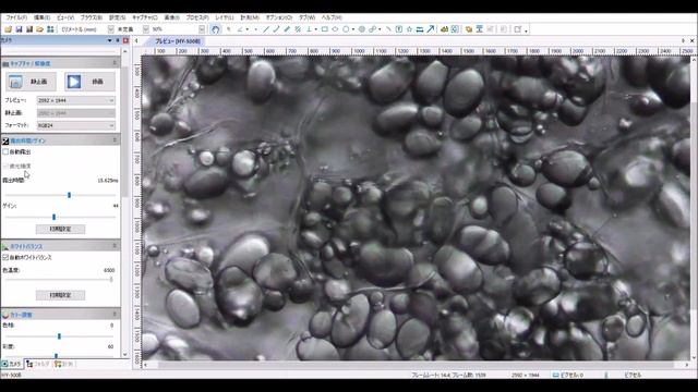 HAYEAR  HY 500M顕微鏡デジタル接眼レンズで見る じゃがいも のデンプン