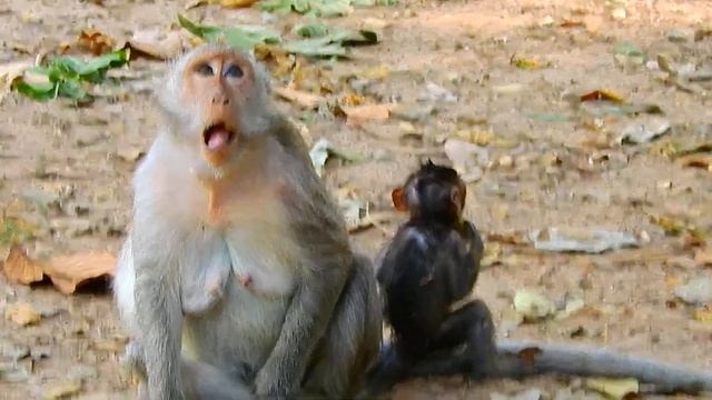 Amazing Action Of Jinx, Baby Jinx Jump Follow Mum Very Well