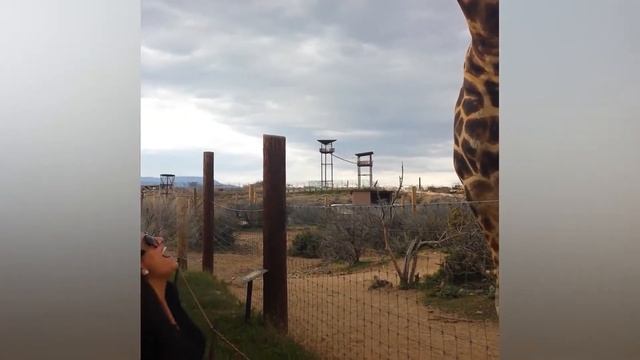 yt1s com TRY NOT TO LAUGH Funny Weekend At The Zoo LAUGH TRIGGER смотреть онлайн