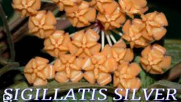 №945/ БЫСТРАЯ пересадка ХОИ ( SIGILLATIS SILVER)