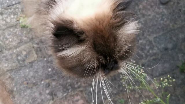 Bruno Banani смотреть онлайн