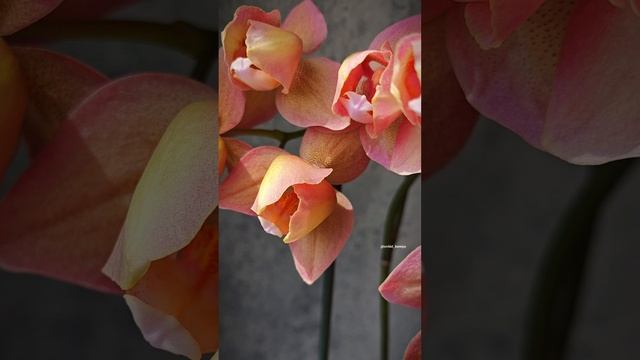 Phal. Legato peloric (Голландия) | Очередное цветение нежного пелора орхидеи Легато | Эффектный! 🥰 смотреть онлайн