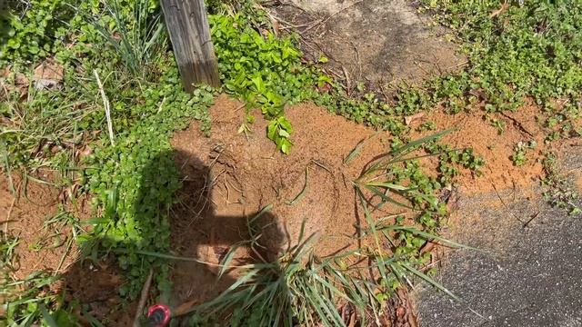 How to get rid of (kill) Fire ants. Works every time смотреть онлайн