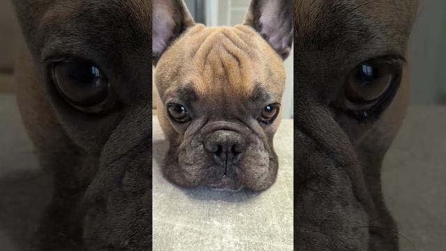 Собачий гипноз существует! Французский бульдог в совершенстве овладел этой техникой #бульдог смотреть онлайн