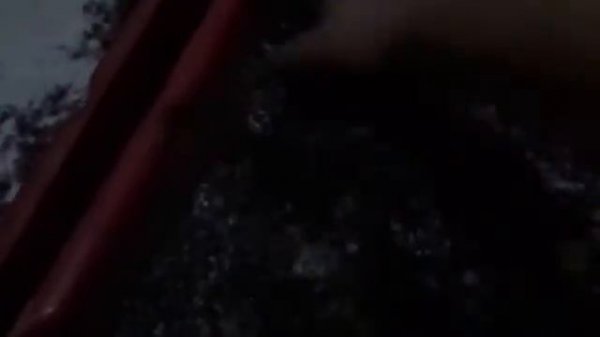 Рассаживаем молодь/Массовая подготовка субстрата/Разведение червя дендробена