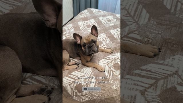 Три вещи, которые облегчили мне жизнь, как владельцу бульдога #французскийбульдог #бульдогвидео #dog смотреть онлайн