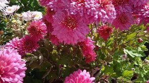 Бэтмен. Яркая красно- оранжевая корейская хризантема.