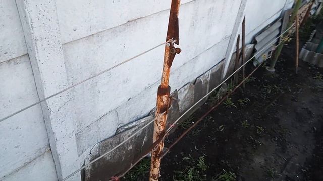 Как натянуть проволоку на шпалере смотреть онлайн