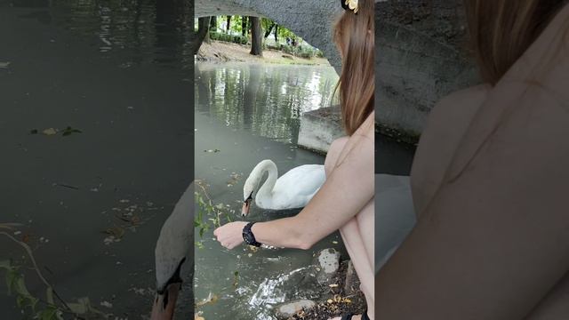Кормлю лебедя 🦢 смотреть онлайн