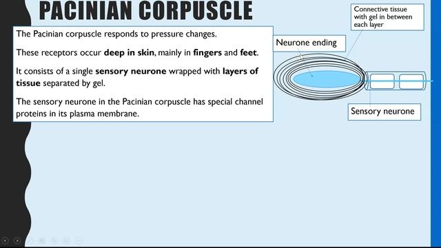 Pacinian Corpuscle - Pressure Receptor.  A-Level Biology Nervous System And Response.