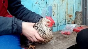 Купили очки для кур.