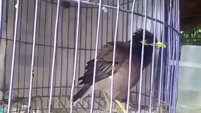 Starlings sing very well @&% смотреть онлайн