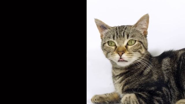 REVELADO: Chico Xavier desvenda os segredos da ALMA felina! смотреть онлайн