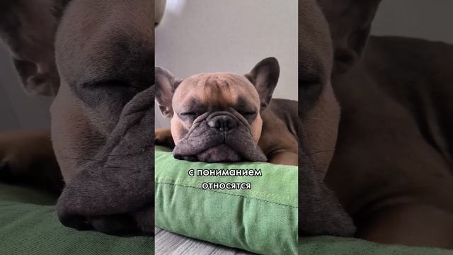 Кого брать в жены #французскийбульдог #бульдог #забавныеживотные смотреть онлайн