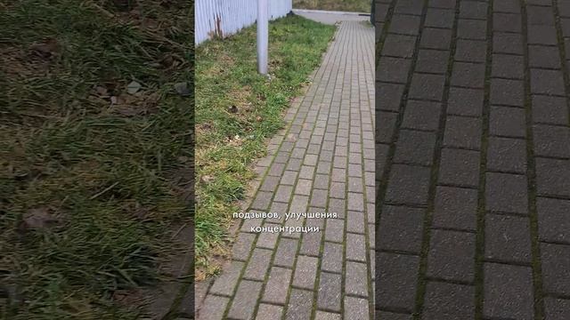 Без сумочки для лакомств наш бульдог не идет гулять #французскийбульдог #прогулкассобакой #собака смотреть онлайн