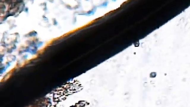 Kampf Der Pantoffeltierchen - Mikroskop HD Videos